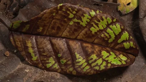 Abstract Tropical Leaf Texture with Natural Decay Pattern Macro Background Stock Footage 336591992
