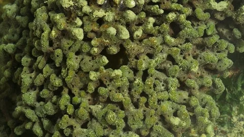 Abstract Tropical Reef Pattern with Water Flow – Living Marine Texture Видео 337292750