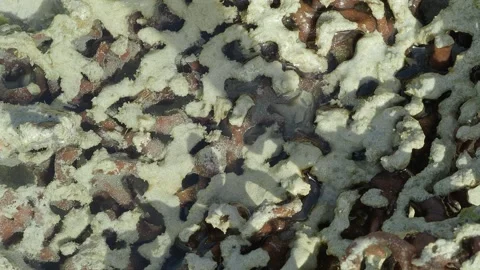 Abstract Tropical Reef Texture and Marine Growth in Shallow Coastal Waters 動画素材 337157701