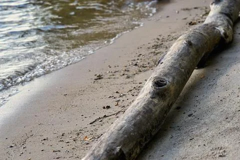 An abstract trunk of an old tree on a sandy shore Foto stock