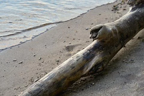 An abstract trunk of an old tree on a sandy shore Stock Photos