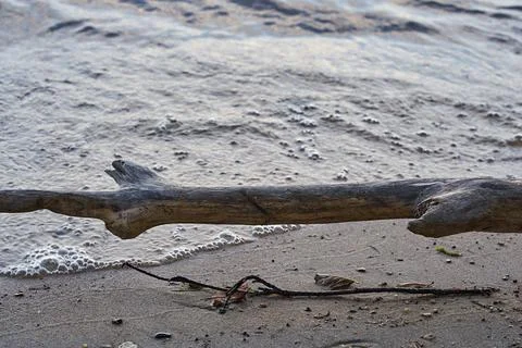 An abstract trunk of an old tree on a sandy shore Stock Photos