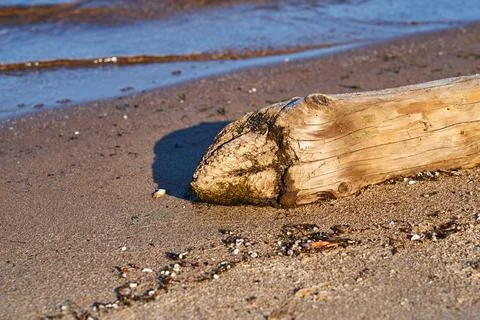 An abstract trunk of an old tree on a sandy shore Stock Photos