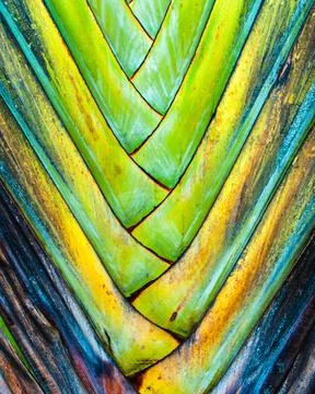 Abstract of the trunk of a palm tree 스톡 사진