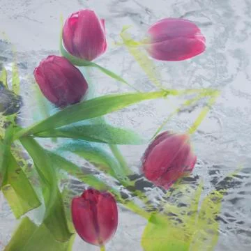 Abstract tulips background Foto stock