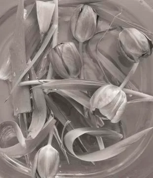 Abstract tulips Stock Photos