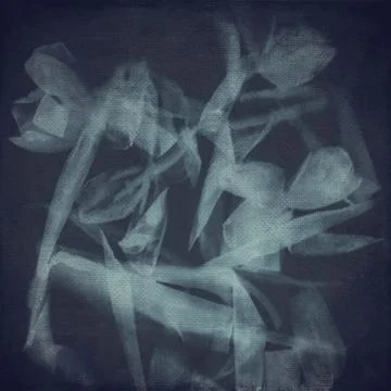 Abstract tulips Photos