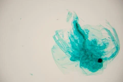 Abstract turquoise ink splash on white background, showcasing fluid dynamic.. Stock Photos