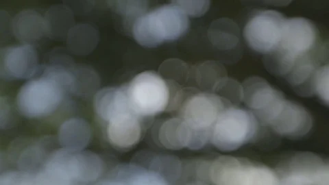 Abstract twinkle, light through trees, tree twinkle Bokeh. Stock Footage 75060790