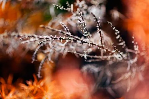 Abstract undergrowth Stock Photos
