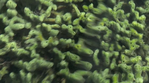 Abstract Underwater Texture With Water Refraction Over Tropical Reef Surface 스톡 동영상 337390847