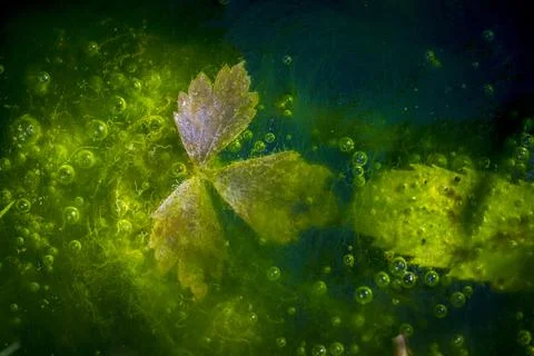 Abstract underwater view of green algae and plant leaves with trapped air b.. Stock Photos