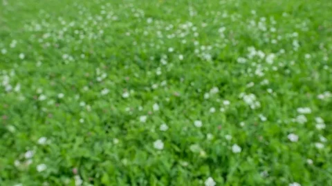 Abstract unsharp green meadow with white flowers Stock Footage 78106346