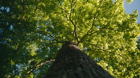 Abstract Upward View of Sunlit Tree of Life Canopy in Fresh Spring Bloom Video stock 338161029