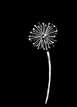 Abstract vector illustration of a dandelion. Modern floral art isolated on a  Stock Illustration