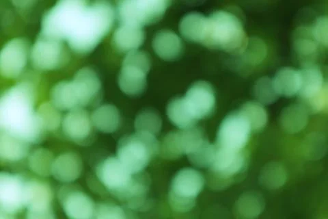 Abstract verdant bokeh pattern, dreamy organic background texture Stock Photos