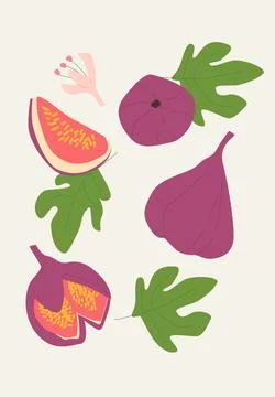 Abstract vertical fruit fig poster, vector flat illustration Stock Illustration