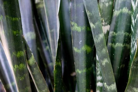 Abstract vertical pattern of Sansevieria or snake plant foliage Stock Photos