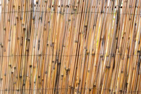 Abstract vertical stripes texture background. Seamless dry reeds pattern Stock Photos