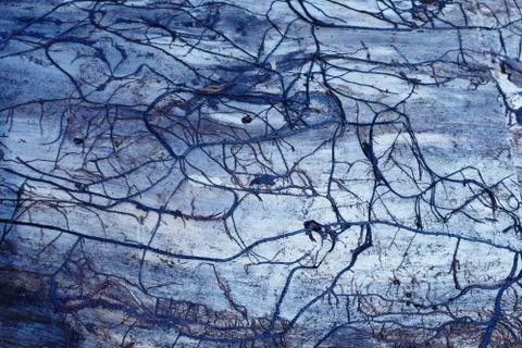 Abstract vessels under the bark of a tree. Stock Photos