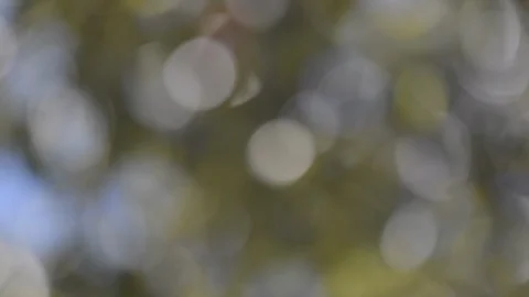 Abstract Video Background Pale Defocused Leaves Sky Stock Footage 90407295