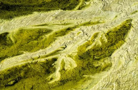 Abstract view of algae in a thermal runoff channel. Cyanobacteria Stock Photos