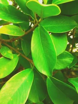 Abstract view of a big leaf in a bunch of various plants leaves Stock Photos