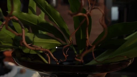 Abstract view: branches and wide green leaves in black vases under daylight Stockbeeldmateriaal 72741704