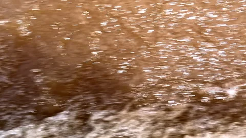 Abstract view of brown and white splashes of water resulting from a high speed Stock Footage 336921230