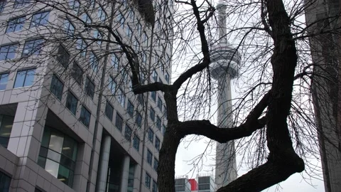 Abstract View of CN Tower through Tree Branches Vídeo Stock 149220889