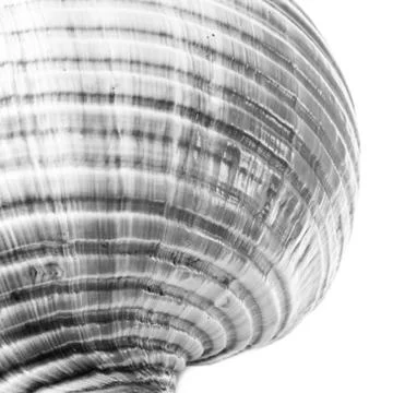 Abstract view of a Conch Stock Photos