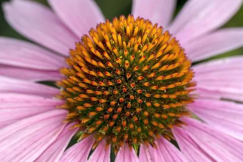 Abstract view of cone flower. Stock Photos