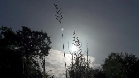 Abstract view of dark grass in front of sunshine Video stock 209612118