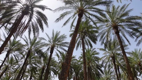 Abstract view date palms on plantation in Tozeur, agriculture economy Tunisia Stock Footage 334377436