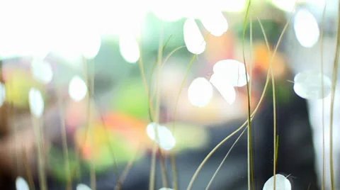 Abstract View Of Fresh Fruit And Veg Styled On A Table Stock Footage 36889803