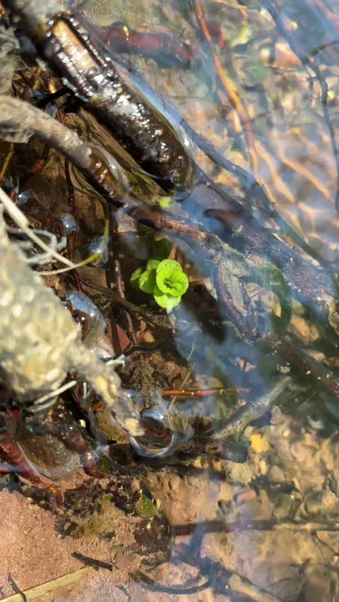 Abstract View of Green Moss Underwater in a Clear Creek Stock Footage 316146171