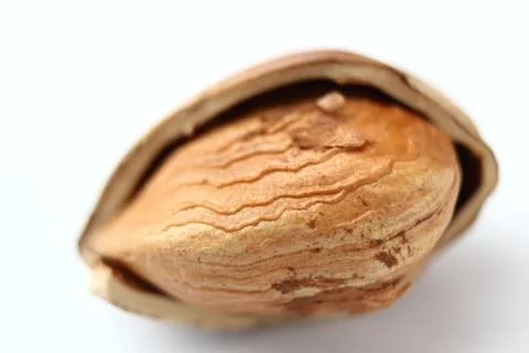 Abstract view of a hazelnut Stock Photos
