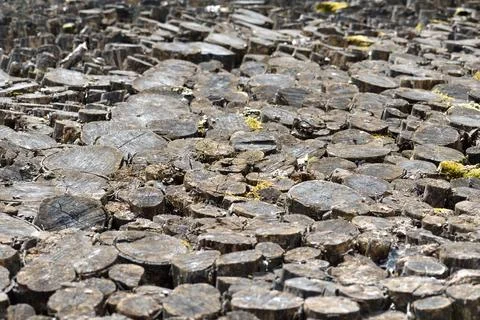 Abstract view of logs Stock Photos