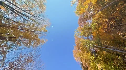 Abstract view looking up at a bright blue sky framed by dense golden autumn Stock Footage 320356482