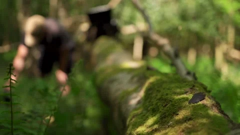 Abstract view of a man doing something behind a woodland log with a feather Stock Footage 250006409