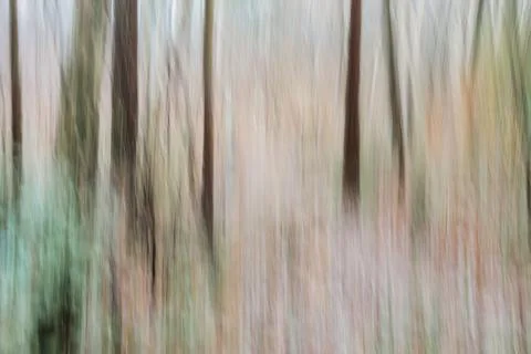Abstract view of path through trees with intentional camera movement Foto stock
