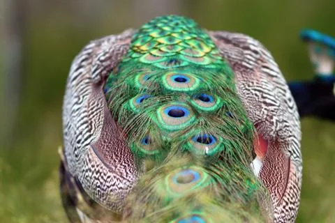 Abstract view of a peacock Stock Photos