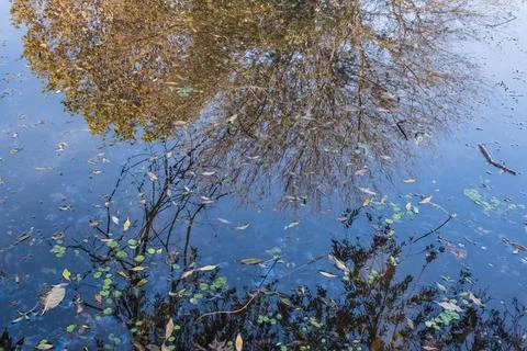 Abstract view from reflection of tree leaves in water Stock Photos