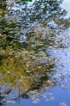 Abstract view from reflection of tree leaves in water Stock Photos