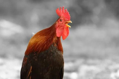 Abstract view of singing rooster over black and white background Stock Photos