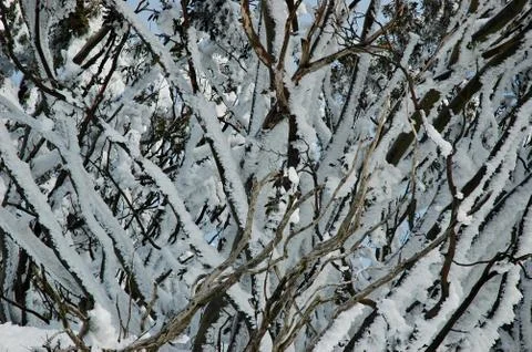 An abstract view of snow covered trees Stock Photos
