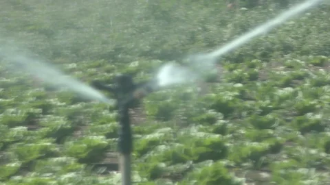 Abstract view of spraying water on blurred lettuce with rotating water sprinkler 스톡 동영상 116753985