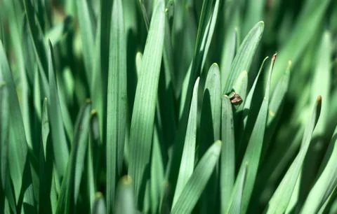 Abstract view on the spring grass Foto stock