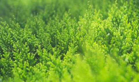 Abstract view on the spring grass Stock Photos