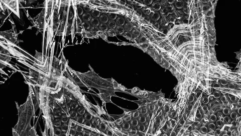 Abstract View of Torn Bubble Wrap Moving on Black Background Vidéo 333350162